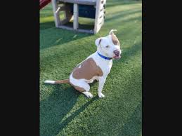 Find true love at hpa! Ledyard Pets Up For Adoption Meet Velina Priscilla Freya More Ledyard Ct Patch