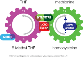 Diagrams Listing Dr Amy Yasko