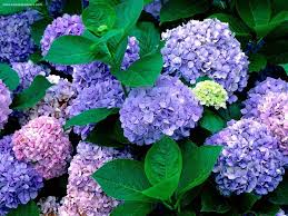 Great for the garden—no insect. Hydrangea Wallpapers Top Free Hydrangea Backgrounds Wallpaperaccess
