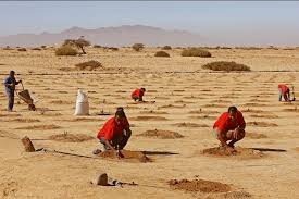 From the dry desert with massive sand dunes in the south to the wetlands and jungles in the north. Jojoba Liquid Gold From The Namib Desert The Namibian