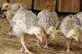 Male turkey faces & looks right, white female turkey faced. Sexing Turkey Poults And Guinea Keets Cackle Hatchery