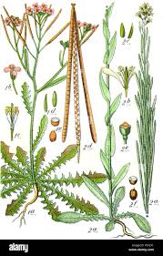 Image result for Nolletia arenosa