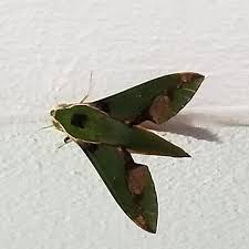 Image result for Xylopia shirensis