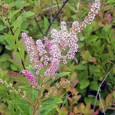 Image result for Spiraea billardii