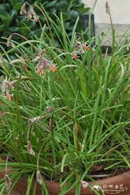 Image result for Tulbaghia alliacea