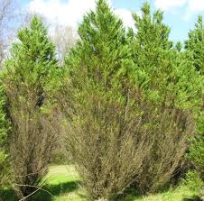 Leyland cypress trees can look very similar to other coniferous trees, but studying its leaves helps to make a positive identification of the correct tree species. Leyland Cypress Diseases Insects Related Pests Home Garden Information Center