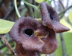 Image result for Aristolochia