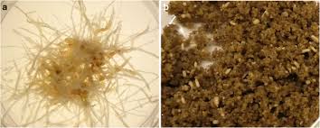 Check spelling or type a new query. Plant Cell Culture Technology In The Cosmetics And Food Industries Current State And Future Trends Springerlink