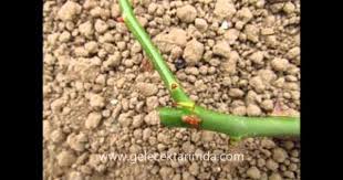 Okceli Gul Celigi Koklendirme Garden Tools Youtube