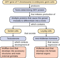 15 3 Eukaryotic Transcription Texas Gateway