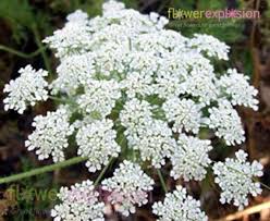 Pin On Flower Ideas For Heather And Kim