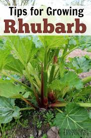 Maybe you would like to learn more about one of these? How To Grow Rhubarb In Your Garden Gardening Tips For Growing Rhubarb Including How To Plant Rhubarb Crown Rhubarb Plants Growing Rhubarb Growing Vegetables