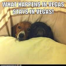 What Happens In Vegas Stays In Vegas Cute Animal Quotes Funny Animals Cute Animals