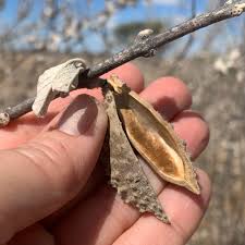 Image result for Catophractes alexandri