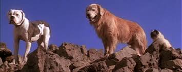 Lost in san francisco is a charming romp of a talking animal movie reuniting dog stars chance and shadow and cat sassy. Homeward Bound Chance Quotes Quotesgram