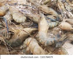 Dikeroyok udang galah,, 4 strike sekaligus biki rekor terbaru terpecahkan. Udang Galah Known Malaysia Indonesia Scientifically Stock Photo Edit Now 1101784079
