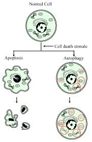 Recessed lighting installation necrosis vs apoptosis. Necrosis As Programmed Cell Death Intechopen