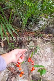 Image result for Chamaedorea radicalis