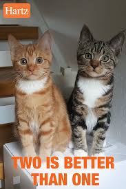 Our cats live in foster homes while waiting to find their own forever homes. Bonded Pairs Why You Might Want To Adopt Two Cats Instead Of One Hartz Indoor Cat Cat Quotes Cat Quotes Funny