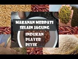 Check spelling or type a new query. Makanan Burung Merpati Selain Jagung Dongkrak Stamina Dan Tingkatkan Kesehatan Youtube