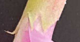 Image result for Astragalus atropilosulus