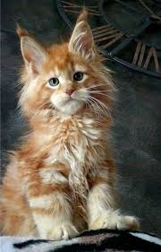 Where to find maine coon kittens for sale? Pin On Maine Coon