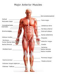 Label the following anatomicalsites in the diagram: Chart Of Major Muscles On The Front Of The Body With Labels