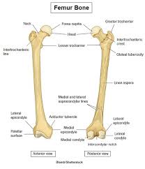 Maybe you would like to learn more about one of these? Femur Bone Anatomy Landmarks And Muscle Attachments