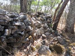 Image result for Julbernardia globiflora