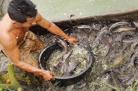 Ini adalah sekelompok ikan yang berada di dalam kolam besar berair jernih. Spesies Baru Ikan Lele Ditemukan Di Sungai Mahakam Halaman All Kompas Com