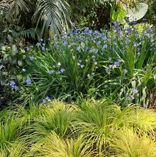 Image result for Aristea ecklonii