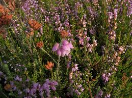 I would have to look closer but this song seems like it references this decision, and concludes better you than me to make the decision, as in brandon flowers admits he wouldn't want to have had to made such a difficult decision. Two Songs Two Flowers Edelweiss And Erika The German Way More