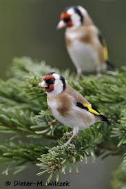 Stieglitz European Goldfinch Goldfink Vogel Als Haustiere Vogel Im Garten