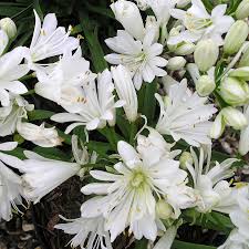 Check spelling or type a new query. Agapanthus Double Diamond 60th Anniversary Plant Gift By Giftaplant Notonthehighstreet Com