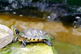 Males can grow up to 9 inches long; Yellow Bellied Slider Care Guide The Aquarium Guide