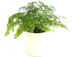 アジアンタム 育て方 観葉植物 Dictionary ブルーミングスケープ