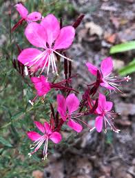 Image result for Oenothera lindheimeri