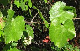 See full list on nativefoodsnursery.com California Wild Grape Vitis Californica