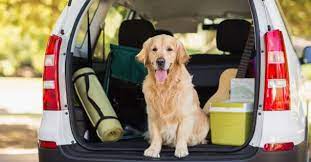 Advanced obedience class, security training Sit Means Sit Dog Training Chicago Chicago Puppy Trainers