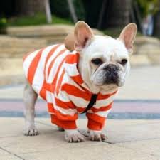 New dog clothes hoodies for winter, suitable for french bulldogs, pugs in bulk wholesale. Striped Bear Ear Zip Up Hoodie The Frenchie Butt