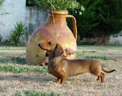 Il pelo del cane maltese. Razze Cani Bassotto Tedesco Nano A Pelo Corto