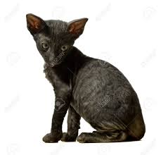 Are you looking for a quality cornish rex kitten for sale? Black Cornish Rex Kitten Sitting In Profile Isolated On White Stock Photo Picture And Royalty Free Image Image 5498885