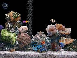 Cependant à ce jour certaines applis permettent ces fonds d'écran qui bougent sur les 2 écrans. Fond D Ecran Gratuit Aquarium Qui Bouge Fische Tiere Korallen