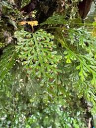Image result for Asplenium theciferum