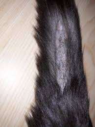 What causes hair loss in cats? Hair Loss By Tailbone 7 8cm Long Thecatsite