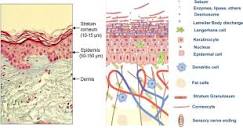 The structure and function of the stratum corneum - ScienceDirect