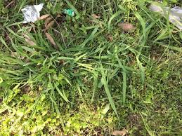 Image result for Tristachya