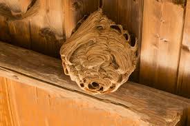 Maybe you would like to learn more about one of these? How To Get Rid Of A Wasp Nest Easily Safely Diy Pest Control