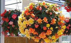 Stunning Hanging Begonia Put Indoors In Sunny Spot When Temperatures Drop At Night How To Grow Care Https Hanging Plants Hanging Plants Diy Indoor Flowers