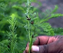 Image result for Sesbania goetzei